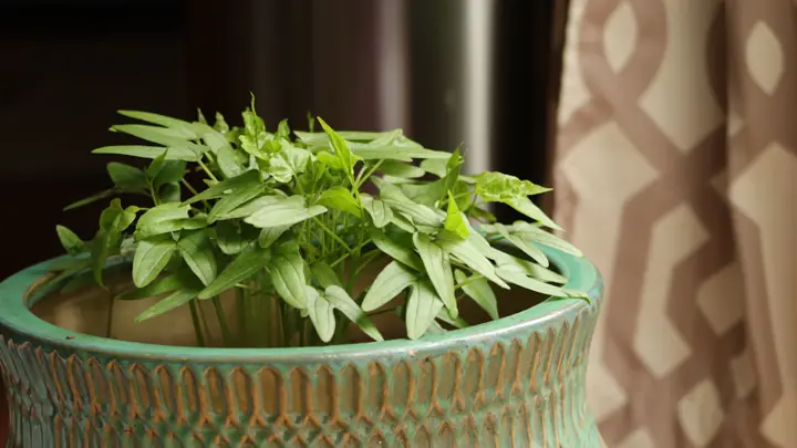 AeroGarden vs Click & Grow: cuál elegir para tu cocina (2026)