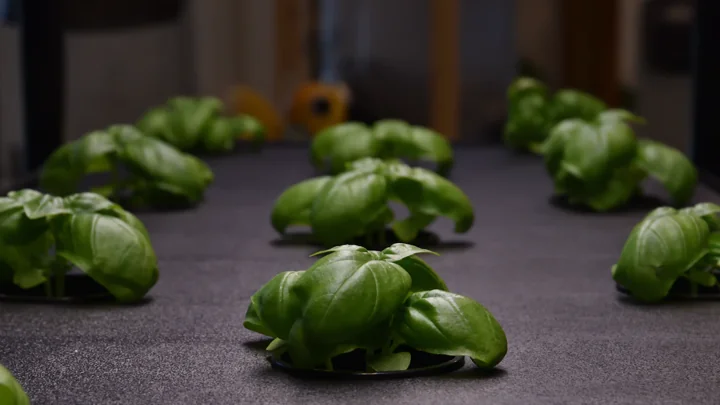 Los Mejores Smart Gardens para Interior en 2026: Comparativa Real