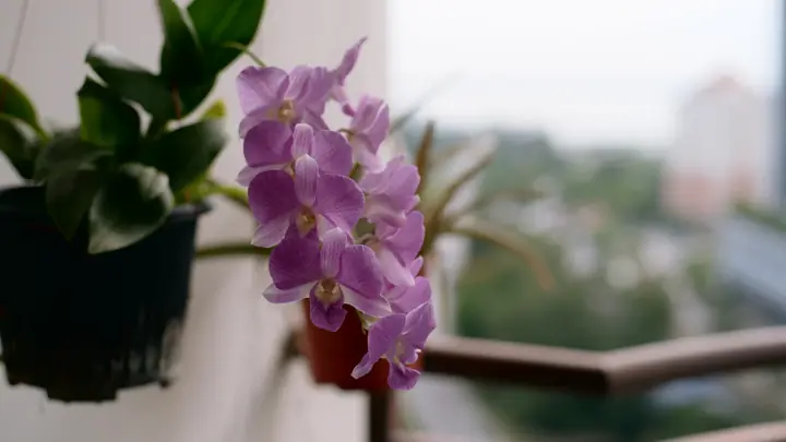 Mejores Abonos para Plantas de Maceta y Balcón (2026): COMPO Comparativa