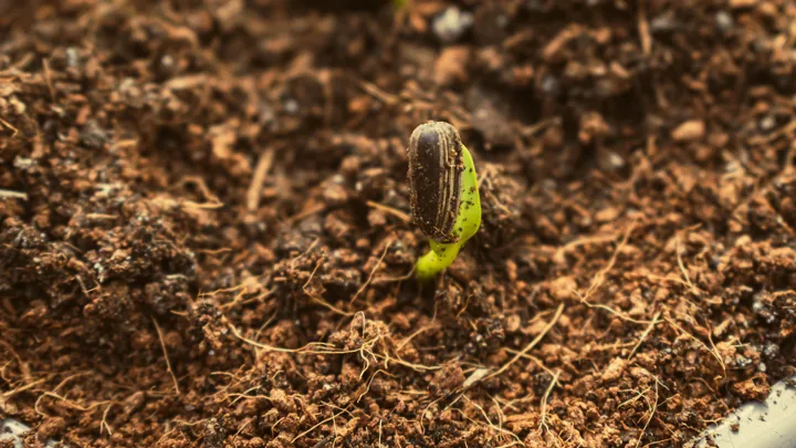 Los Mejores Propagadores y Tapetes de Calor para Semillero en Interior (2026)