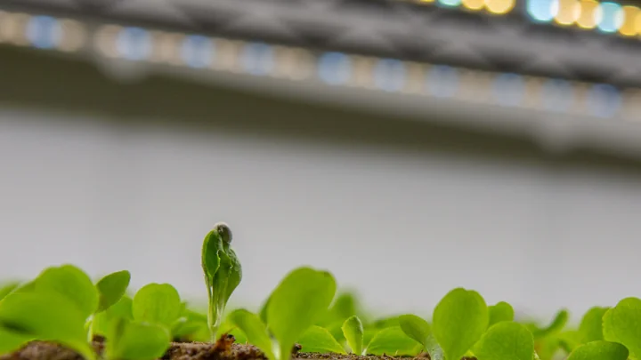 Las Mejores Lámparas LED de Cultivo para Interior en 2026: SANSI vs Niello