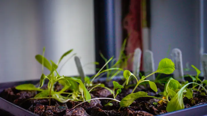 Mejores Tapetes Calefactores para Semillero (2026): Acelera la Germinación