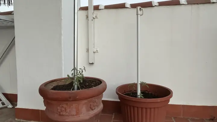 Tomate Huevo de Toro: Sabor, Cultivo en Maceta y Diario desde Málaga