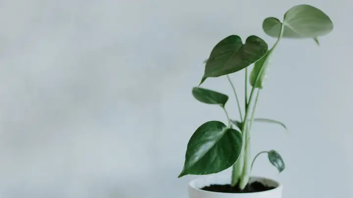 Sensores para Plantas: Guía para Elegir el Adecuado según tu Caso [2026]